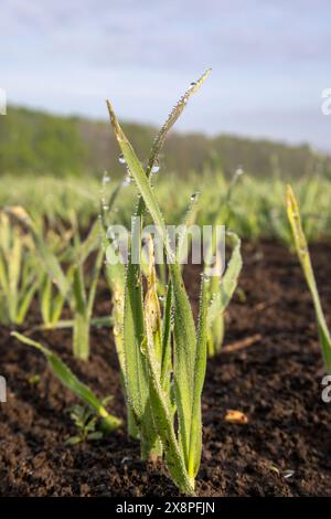 Frischer Weizensprossen mit Morgentau in der Nähe an einem sonnigen Tag auf dem Land Stockfoto