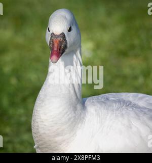 Ein Nahporträt einer ross-Gans. Es zeigt Kopf, Hals und Oberkörper. Unscharfes Gras bildet den Hintergrund mit Platz für Text Stockfoto