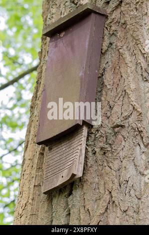 Nahaufnahme Eines Fledermaushauses in Amsterdam, Niederlande 6-5-2024 Stockfoto