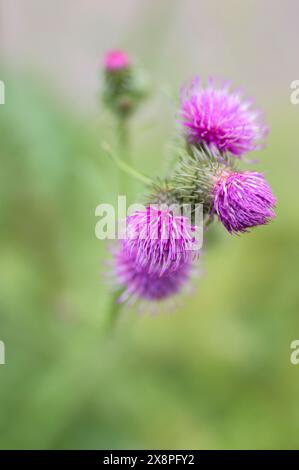 Nahaufnahme Einer Carduus-Blume in Amsterdam, Niederlande 25-5-2024 Stockfoto