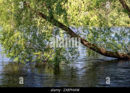 Im Frühling in Norrköping, Schweden, hängt ein Baum über dem Motala-Fluss im Hafenpark Åbackarna Stockfoto