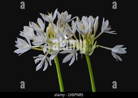 Nahaufnahme von hell blühenden weißen Blüten von Proiphys amboinensis alias Cardwell Lilie oder nördlicher Weihnachtslilie isoliert auf schwarzem Hintergrund Stockfoto