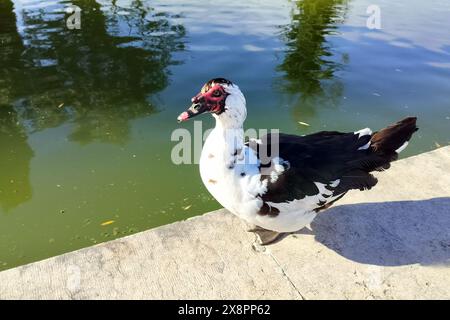 Schwarz-weiße Moschusente, die am Rand eines Wasserpools spaziert Stockfoto