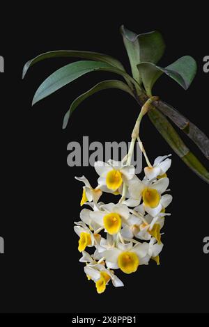 Nahaufnahme hellweißer und gelber dendrobium palpebrae epiphytischer Orchideenarten in Blüte isoliert auf schwarzem Hintergrund Stockfoto