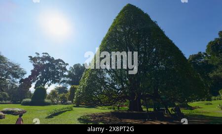 Geschnittener Baum im Park. Aktion. Baumform im gepflegten Stadtpark am Sommertag. Dreiecksbaum im Park mit Urlaubern an sonnigen Tagen Stockfoto