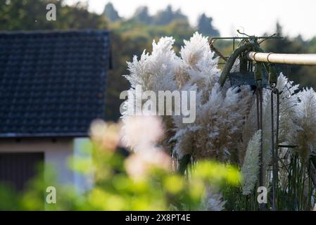 Büsche von Pampas Gras im Garten in der Nähe der Schaukel Stockfoto