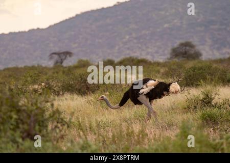 Straußenmännchen Somalias, Struthio molybdophanes, Struthionidae, Buffalo Spring Reserve, Samburu National Reserve, Kenia, Afrika Stockfoto