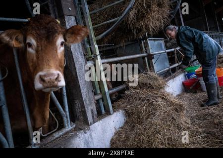 Adeline füttert Heu an Limousin-Kühe in einer Scheune in Cotes-d Armor, Bretagne, Frankreich am 26. Dezember 2022 Adeline, ein Landwirtschaftsbetrieb bei GAEC du Bois au BE, Stockfoto