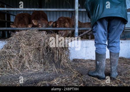 Adeline füttert Heu an Limousin-Kühe in einer Scheune in Cotes-d Armor, Bretagne, Frankreich am 26. Dezember 2022 Adeline, ein Landwirtschaftsbetrieb bei GAEC du Bois au BE, Stockfoto