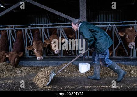 Adeline füttert Heu an Limousin-Kühe in einer Scheune in Cotes-d Armor, Bretagne, Frankreich am 26. Dezember 2022 Adeline, ein Landwirtschaftsbetrieb bei GAEC du Bois au BE, Stockfoto