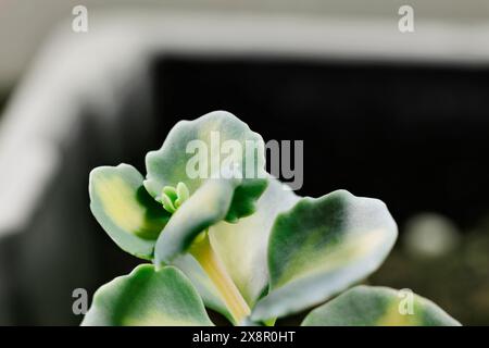 Detail des saftigen Pflanzensedum siebold , japanische Steinmetze , mit grünen Blättern , ursprünglich aus Japan Stockfoto