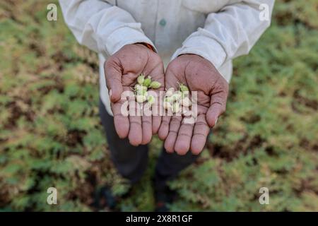 Indische grüne Kichererbsenzucht, Farmer zeigt Hände Stockfoto