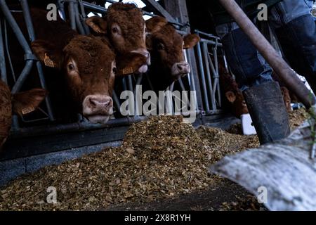 Adeline füttert Heu an Limousin-Kühe in einer Scheune in Cotes-d Armor, Bretagne, Frankreich am 26. Dezember 2022 Adeline, ein Landwirtschaftsbetrieb bei GAEC du Bois au BE, Stockfoto