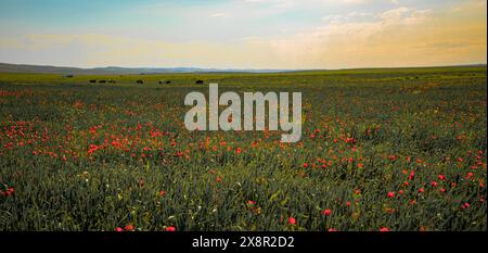 Ein Blumenfeld mit ein paar Kühen, die im Hintergrund grasen Stockfoto