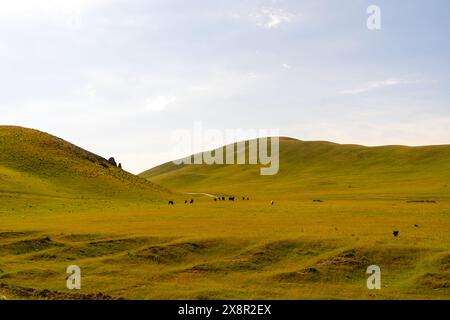 Ein großes Grasfeld mit ein paar Kühen, die darin weiden Stockfoto