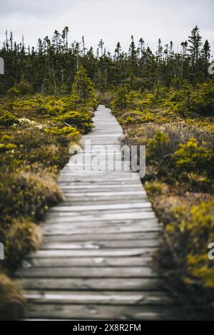 Holzsteg über Sumpfmoor, Quoddy Head, Maine Stockfoto