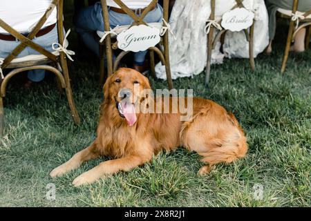 Goldener Retriever, der auf Gras vor Hochzeitsstühlen liegt Stockfoto