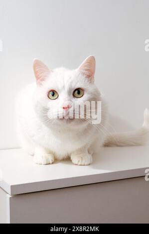 Eine weiße Katze sitzt auf einer Kommode und blickt nach vorne Stockfoto