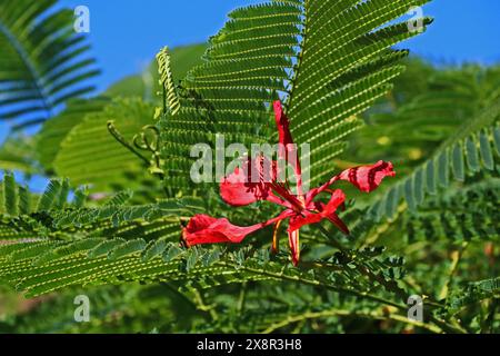 Delonix Regia, Flame Tree Blume Stockfoto