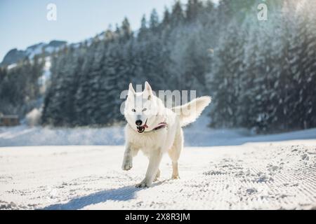 Weißer Deutscher Schäferhund, der bei kaltem Wetter auf verschneiten Wegen läuft Stockfoto