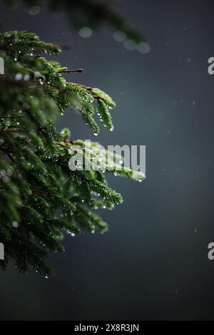 Frische Regentropfen glitzern auf leuchtend grünen Kiefernzweigen Stockfoto