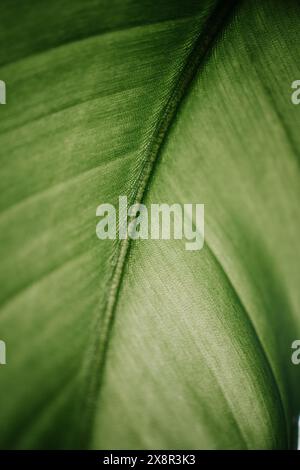 Ein lebhaftes Strelitzia-Blatt mit detaillierten Texturen Stockfoto