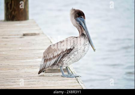 Brauner Pelikan auf einem hölzernen Dock am Wasser Stockfoto