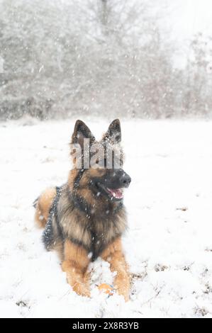 Deutscher Schäferhund im Schnee liegend mit einem Ball bei Schneefall Stockfoto