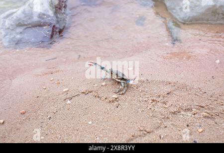 Blaue Krabbe am Sandstrand in der Nähe des Wasserrandes und der Felsen Stockfoto