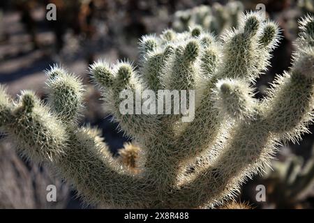 Cholla-Kaktus-Nahaufnahme bei Sonnenuntergang Stockfoto