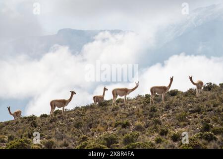 Guanakos prägen die bergige Landschaft Argentiniens. Stockfoto