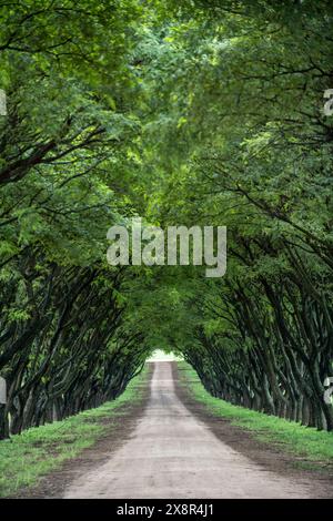 Eine lange Fahrt im Schatten eines schönen Baumtunnels. Stockfoto