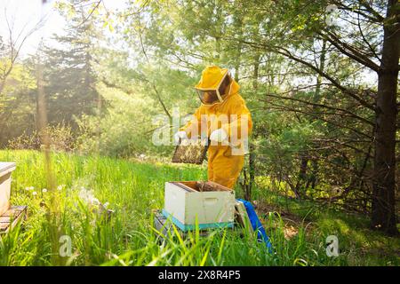 Imker hält einen Rahmen am Bienenstock im Apiary Stockfoto