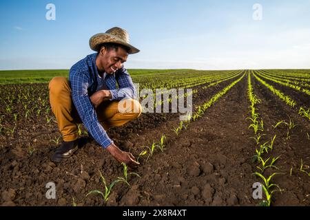 Ein afrikanischer Landwirt untersucht die Maisernte auf dem Feld. Stockfoto