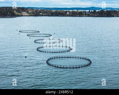 Lachsbuchten auf einer industriellen Fischzucht in den Canadian Maritimes Stockfoto