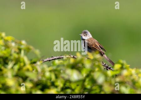 Gewöhnlicher Weißroat, Sylvia communis Vogel, der auf einem Baum in Sussex, Großbritannien, thront Stockfoto