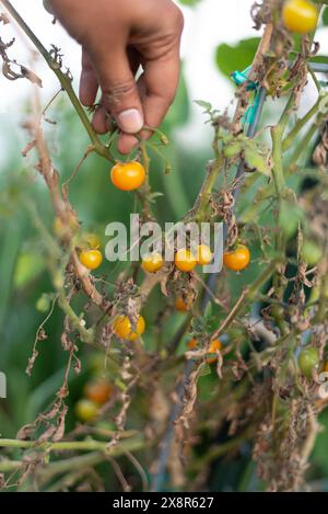 Gelbe Kirschtomaten aus einer Tomatenpflanze von Hand pflücken! Stockfoto