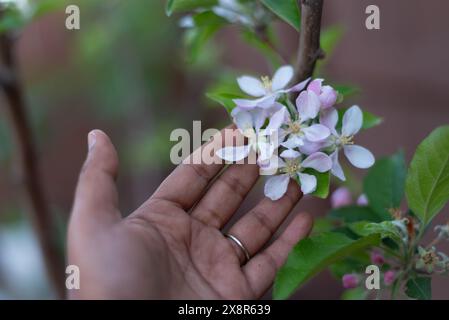 Die zarten weißen und rosafarbenen Birnenblüten von Hand berühren! Stockfoto