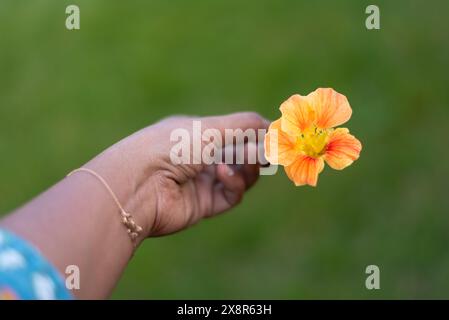 Frauen, die eine orange Kapuzinerkresse gegen ein verschwommenes Gras halten! Stockfoto