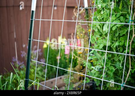 Kolibri sitzt auf einem Gartenspalier im Garten! Stockfoto