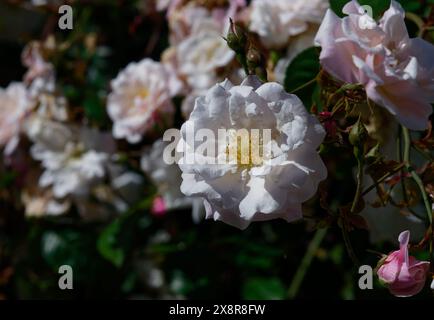 Blüten einer weißen Rose mit gelben Stamen schließen sich der Tiefe des Feldes nahe, heller Sonnenschein Stockfoto