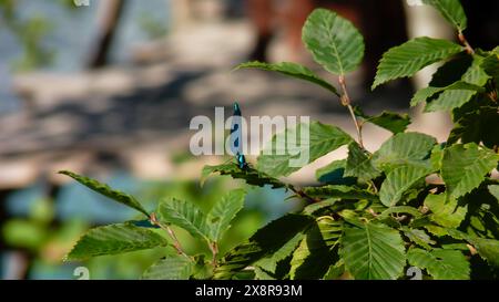 Ein zarter Schmetterling thront anmutig auf den leuchtend grünen Blättern, seine Flügel sind ein Farbtupfer auf der natürlichen Leinwand. In diesem ruhigen Moment. Stockfoto