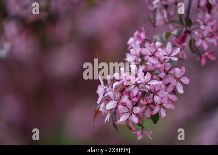 Hintergrund der violetten Blüte. Ein blühender Zweig eines Malus sargentii, der Sargent Crabapple oder Sargent's Apfel. Violette Blüte von Paradies Apfel oder cr Stockfoto