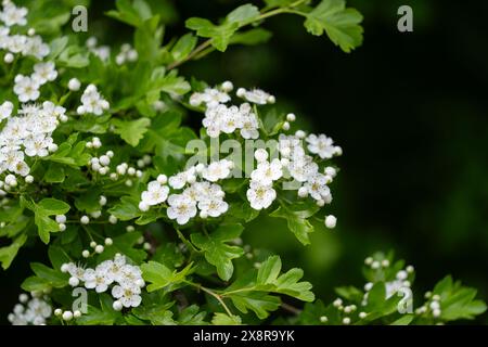 Nahaufnahme der Blüten von Crataegus. Die Blüte eines Weißdornbaums, Crataegus monogyna, im Frühjahr. Weißdorn (Crataegus oxyacanta) ist ein medizinisches pla Stockfoto
