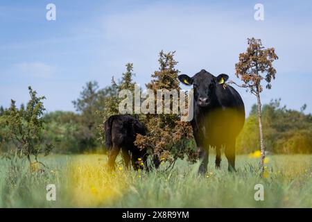 Schwarzes Angus-Rinder und -Kälber im Frühling. Kuh und Kalb auf einer Strandwiese. Stockfoto