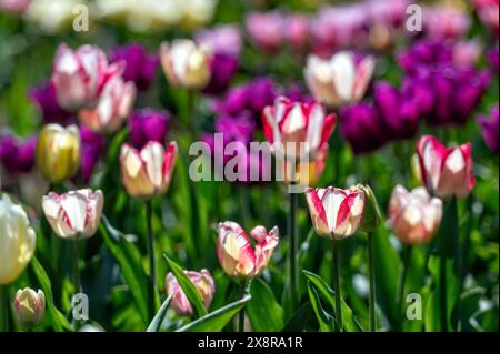 Ein Feld voller violetter und weißer Tulpen in voller Blüte. Unscharfer Hintergrund mit Kopierraum. Stockfoto