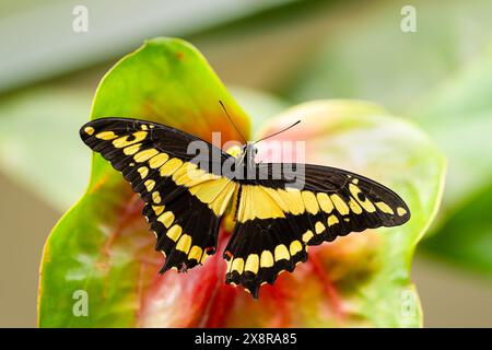 König Schwalbenschwanz ruht auf der Blüte. Papilio thoas Stockfoto