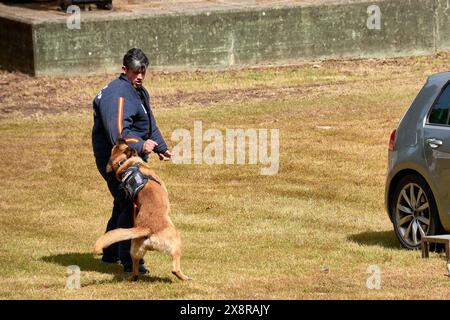 Vigo, Pontevedra, Spanien; 26. Mai 2024; Hundeparade der Vereinigung der Hundeführer der Nationalpolizei in einer Ausstellung im Cast Stockfoto