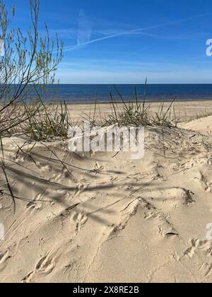 Sanddünen am Ufer der Ostsee. Marramgras (Strandgras) wächst im Sand. Landschaft mit Blick auf das Meer, Sanddünen und Gras. Stockfoto