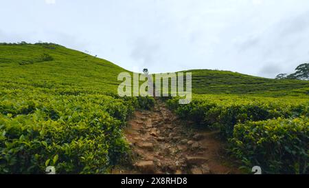 Wunderschöne Wege auf Teeplantagen mit grünen Büschen. Aktion. Schotterpfade zwischen grünen Teebüschen. Schöner Spaziergang auf Terrassen der Teeplantage Stockfoto